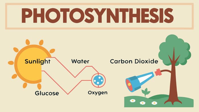 How Photosynthesis Works